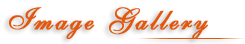 Image Gallery